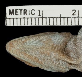 Media type: image;   Herpetology R-6172 Aspect: head ventral